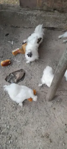 Vende se galinhas sedosas