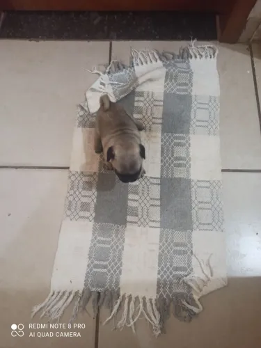 Filhote de Pug macho Abricó puro sangue