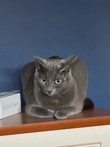 Gata fêmea dois anos castradas muito mansa 