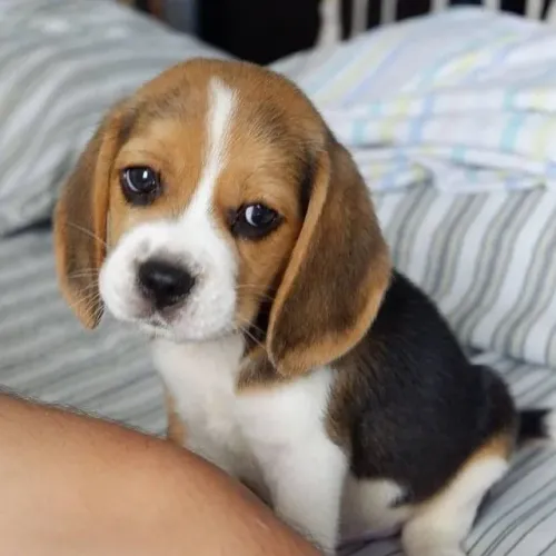Filhote de Beagle Sempre Pronto Para Novas Aventuras