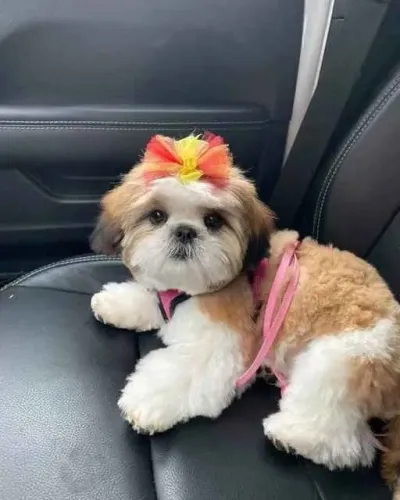 Filhote shih tzu, Venha conhecer a ninhada mais encantadora da cidade!
