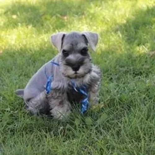 Schnauzer,Schnauzer Filhote Vacinado e Vermifugado
