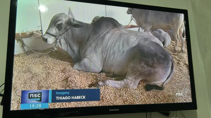 Tv Samsung