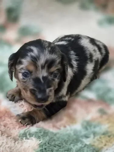 Filhotes de basset, teckel, dachshund
