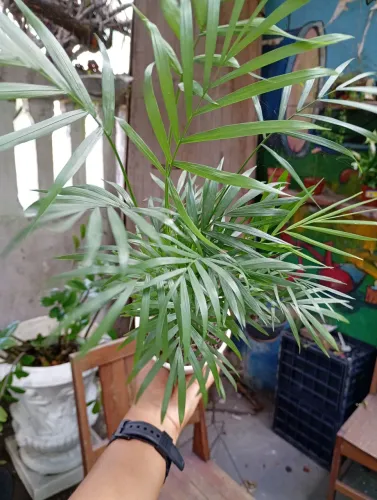 Planta Palmeira Chamaedorea