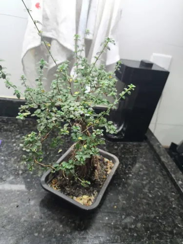 Bonsai Serissa Rosa Sobre Rocha