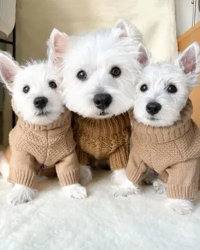 West terrier Machos e Femeas