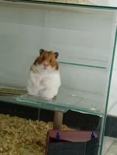 Hamster sírio 8 meses
