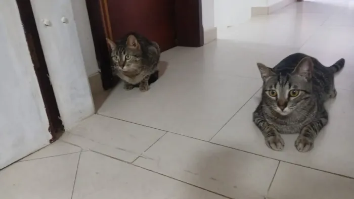Gatinha pra doação