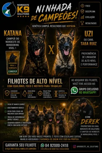 Pastor belga de Malinois
