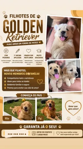 Filhotes de Golden Retriever 