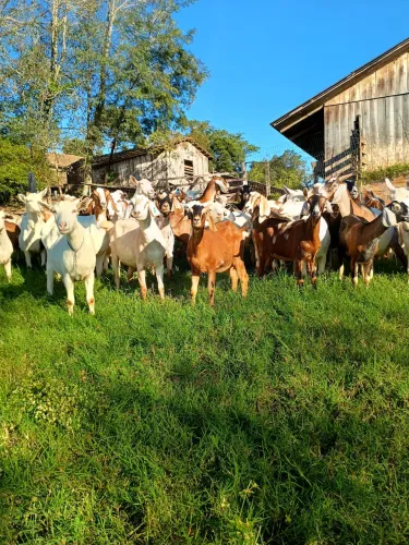 Cabras