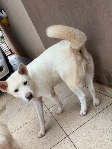 Akita