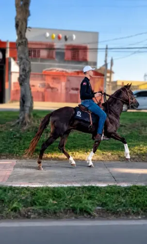 Cavalo mangalarga marchador 