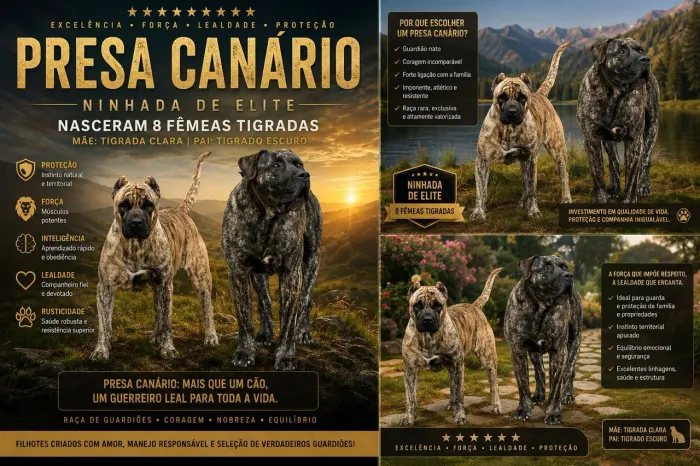 Vende-se Filhotes de Presa Canário Fêmea