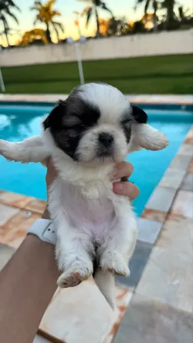 SHIH TZU