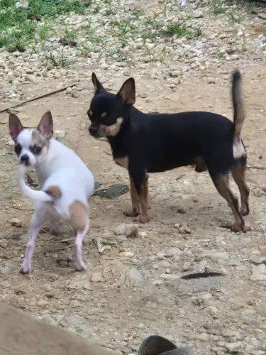 Filhotes chihuahua 