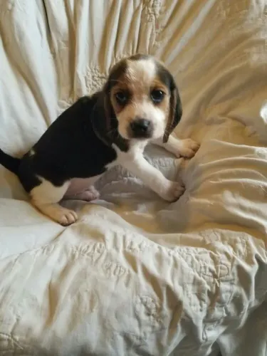 Beagle O melhor remédio contra o frio é companhia
