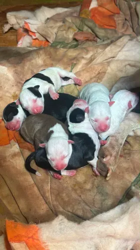Filhotes de Pitbull pra venda
