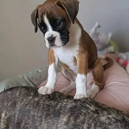 Boxer