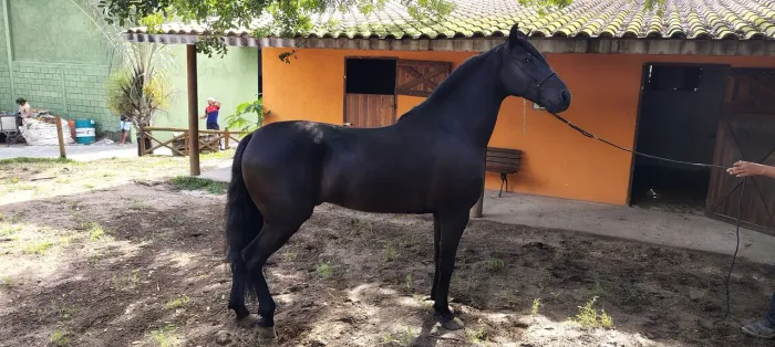 CAVALO MANGALARGA MARCHADOR