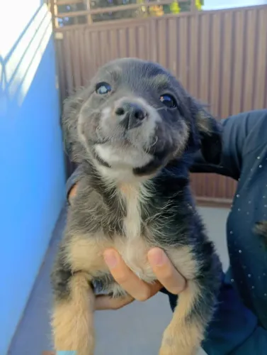 Doa-se cachorra filhote 3 meses