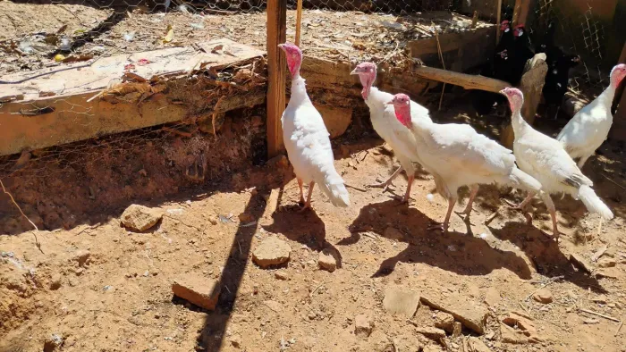 Casais de perus albinos