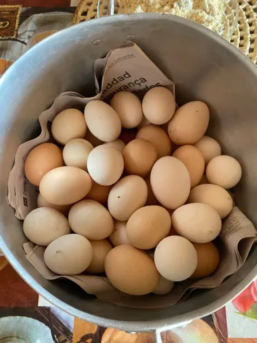 Ovos Caipira Orgânico