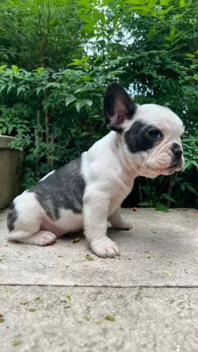 Bulldog Francês à pronta entrega!