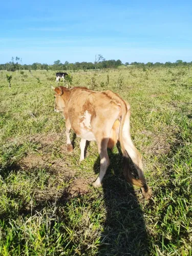 Vacas leiteira