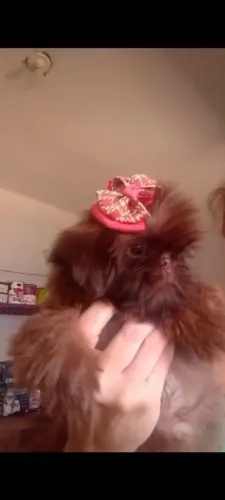 Shih Tzu Fêmea micro