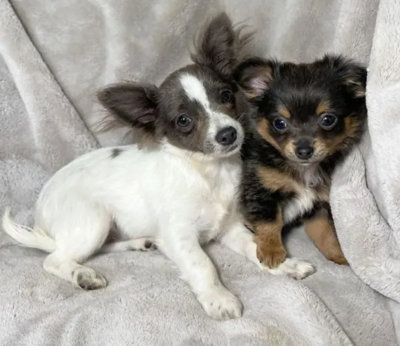 Seus sonhos estão aqui c/lindos bbs de Chihuahua!!!