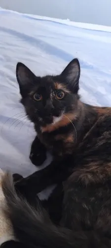 Lindos gatos para adoção responsável
