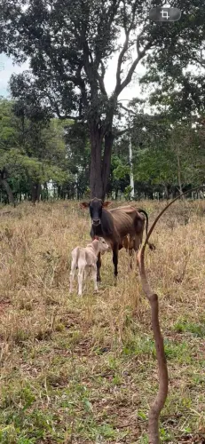 Vaca parida