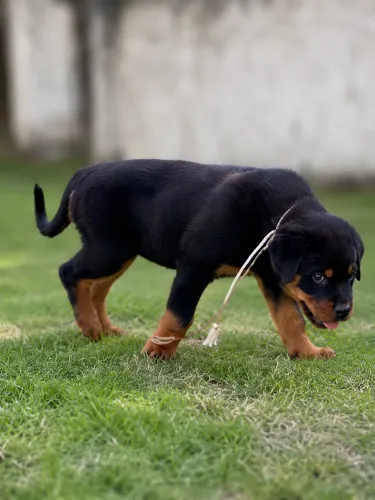 Rottweiler filhote