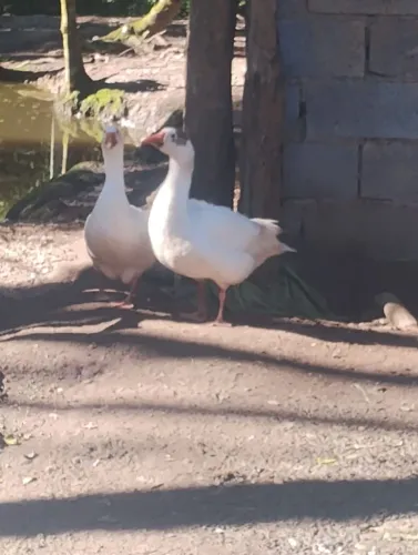 Vende se Patos e Gansos