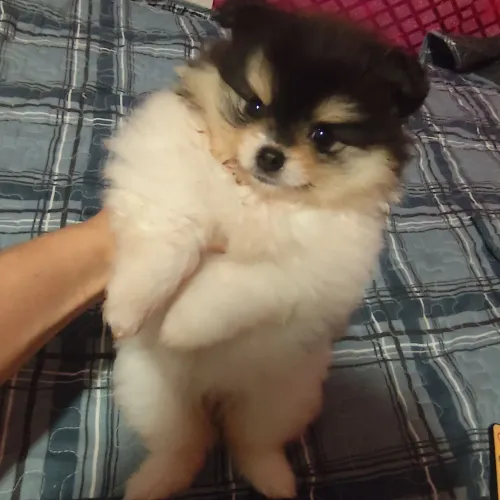 Spitz Alemão