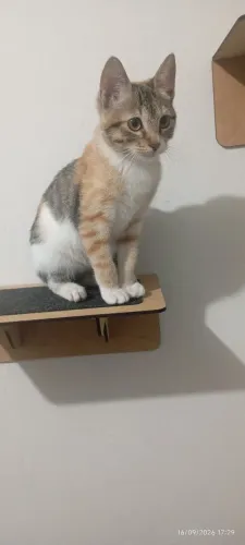Gatinha pra adoção 