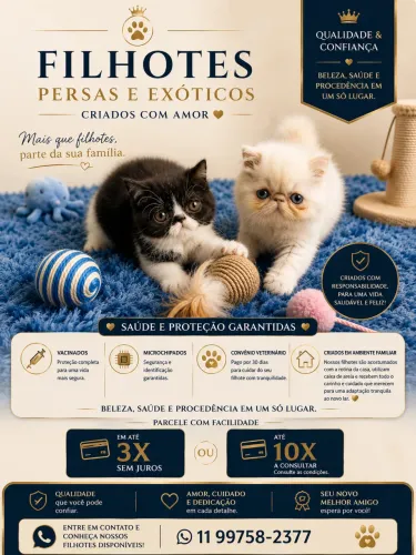 Filhotes de gatinhos persa e exóticos consulte  SP ABC e litoral 