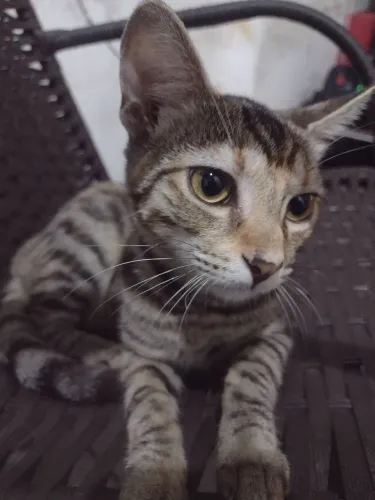 Gatinha de 5 meses p adoção 