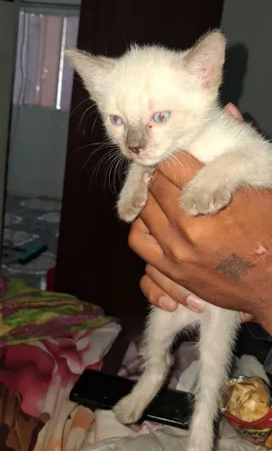 DOOU GATINHA DE 20 DIAS DE VIDA