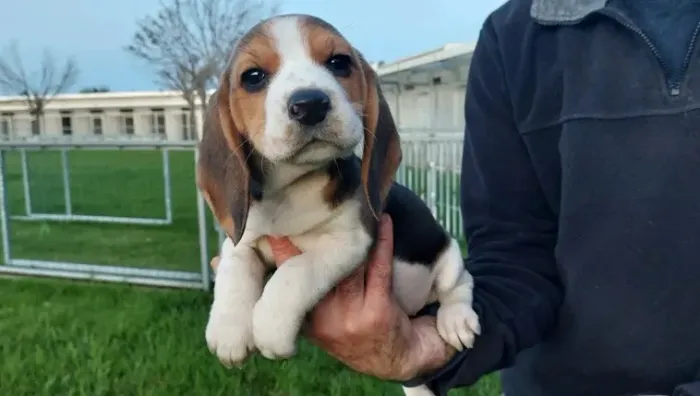 Beagle alegre e dócil
