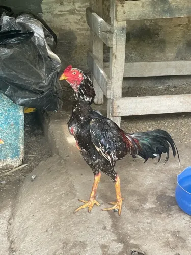 Galo indio pintado