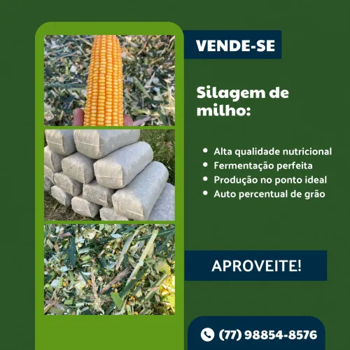 Silagem de milho de qualidade