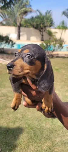 Basset Teckel Linda Fêmea 