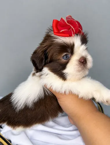 Shih tzu Fêmea 
