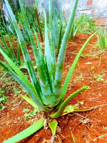 Planta $ 85 A UNIDADE?