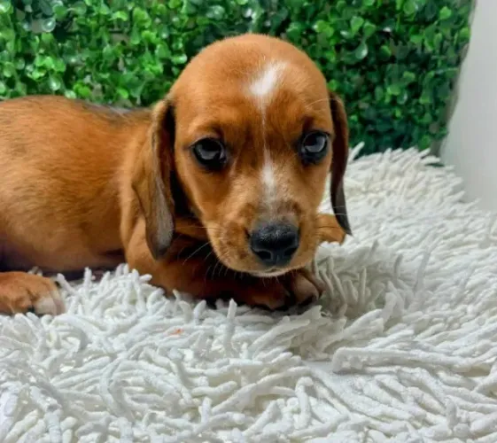 linguicinha porte pequeno