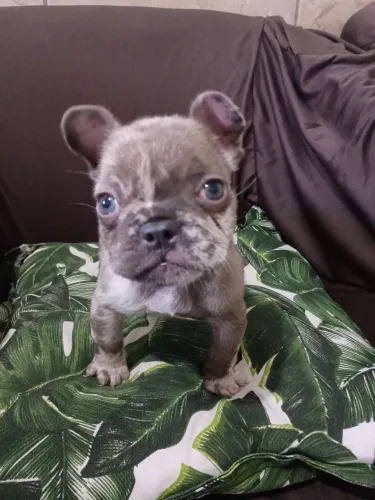 Buldog francês merle macho disponível!!