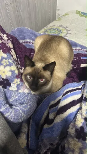 Doação de gato siamês